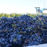 Rocheport Food Guide: Where to Eat and Drink This Fall
